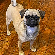 Molly joined the competition — help win amazing prizes! dog, pug, pet, animal, small_dog, wooden_floor, indoor, standing, curled_tail, short_hair, brown_fur, black_muzzle, ears, cute, domestic_animal, looking_up, flooring, companion, canine, alert