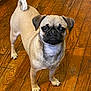 dog, pug, pet, animal, small_dog, wooden_floor, indoor, standing, curled_tail, short_hair, brown_fur, black_muzzle, ears, cute, domestic_animal, looking_up, flooring, companion, canine, alert