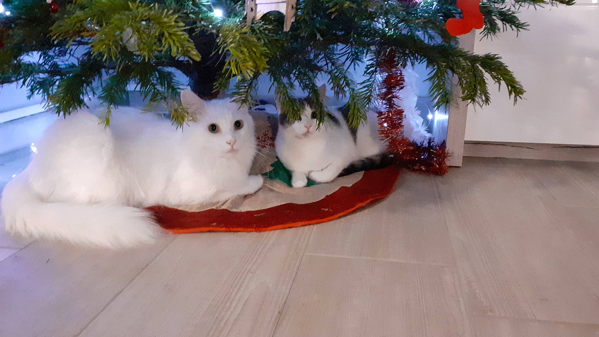 Plume Et Heaven participe au concours pour gagner de l'argent avec cette photo : carnivore, cat, christmas, christmas_decoration, christmas_ornament, christmas_tree, decoration, event, fawn, felidae, holiday, light, ornament, plant, small_to_medium_sized_cats, tail, tree, whiskers, wood, woody_plant