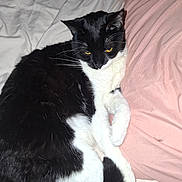 Nana participe au concours pour gagner de l'argent avec cette photo : animal, bed, black_and_white, blanket, cat, cozy, cute, feline, fur, indoor, lying_down, paw, pet, pink_sheet, relaxed, resting, sleepy, tail, whiskers, white_sheet