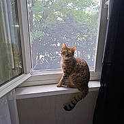 Mila a rejoint le concours — aidez-le/la à gagner de superbes lots ! cat, tabby, window, windowsill, curious, pet, indoor, leafy_background, greenery, open_window, feline, striped, animal, domestic_cat, whiskers, tail, sitting, looking, daylight, curtain