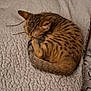Mila participe au concours pour gagner de l'argent avec cette photo : animal, cat, cozy, curled_up, cute, domestic_cat, fluffy_blanket, fur, indoor, kitten, nap, pet, relaxing, resting, sleeping, small, soft_texture, tabby, tail, whiskers