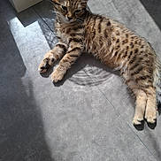 Mila participe au concours pour gagner de l'argent avec cette photo : animal, cat, cute, feline, floor, fur, indoor, kitten, paw, pet, relaxed, resting, shadow, sleepy, spotted, striped, sunlight, tabby, whiskers, young