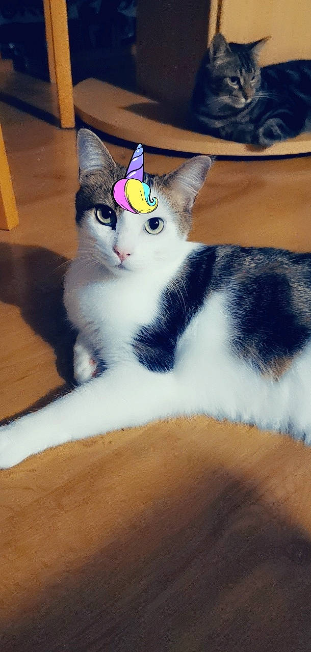 Double Face participe au concours pour gagner de l'argent avec cette photo : aegean_cat, american_curl, american_wirehair, asian, carnivore, cat, domestic_short_haired_cat, european_shorthair, eye, felidae, fur, japanese_bobtail, kitten, mammal, ojos_azules, small_to_medium_sized_cats, tail, turkish_angora, vertebrate, whiskers