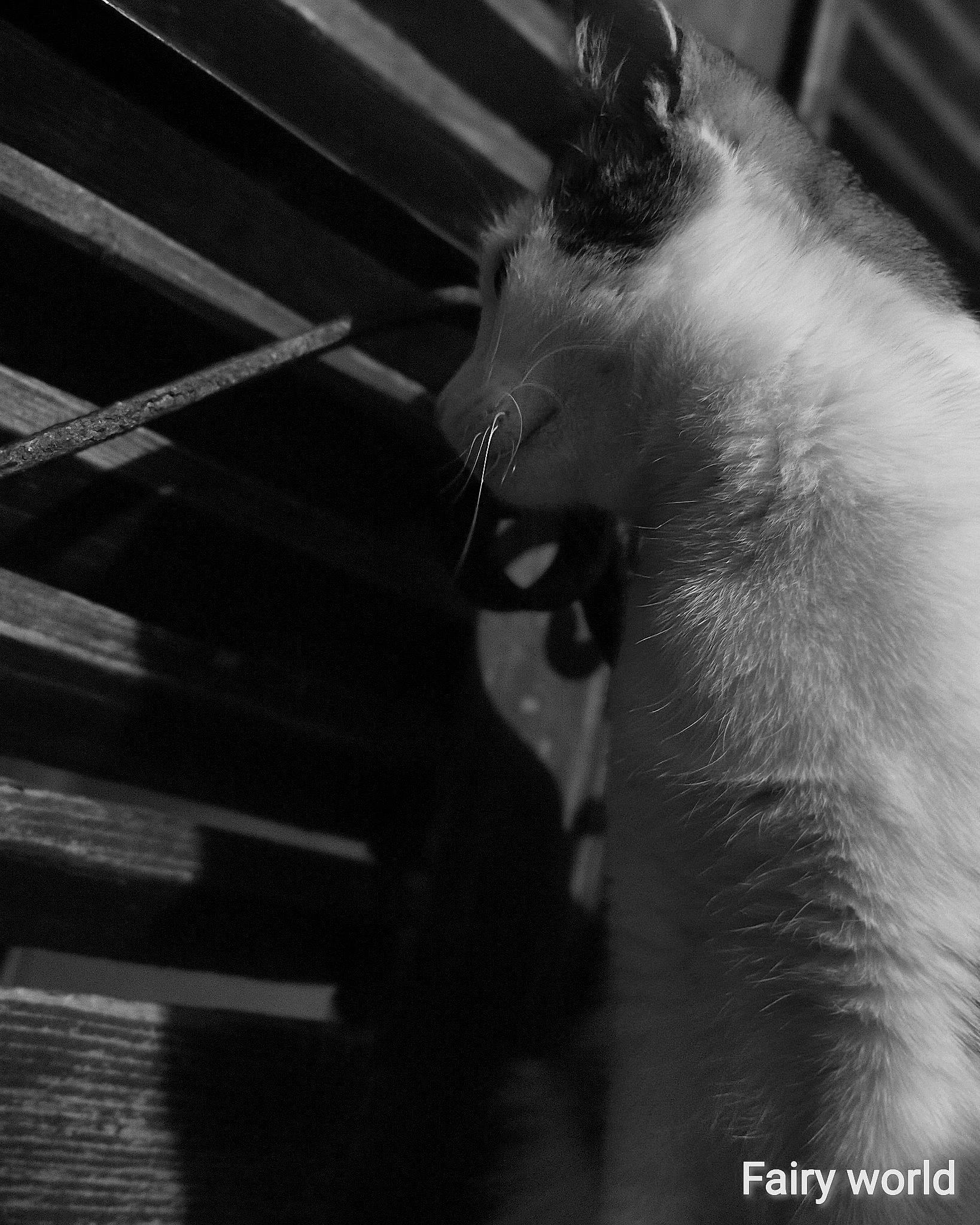 Double Face a rejoint le concours — aidez-le/la à gagner de superbes lots ! black, black_and_white, hand, monochrome, monochrome_photography, photography, style, whiskers