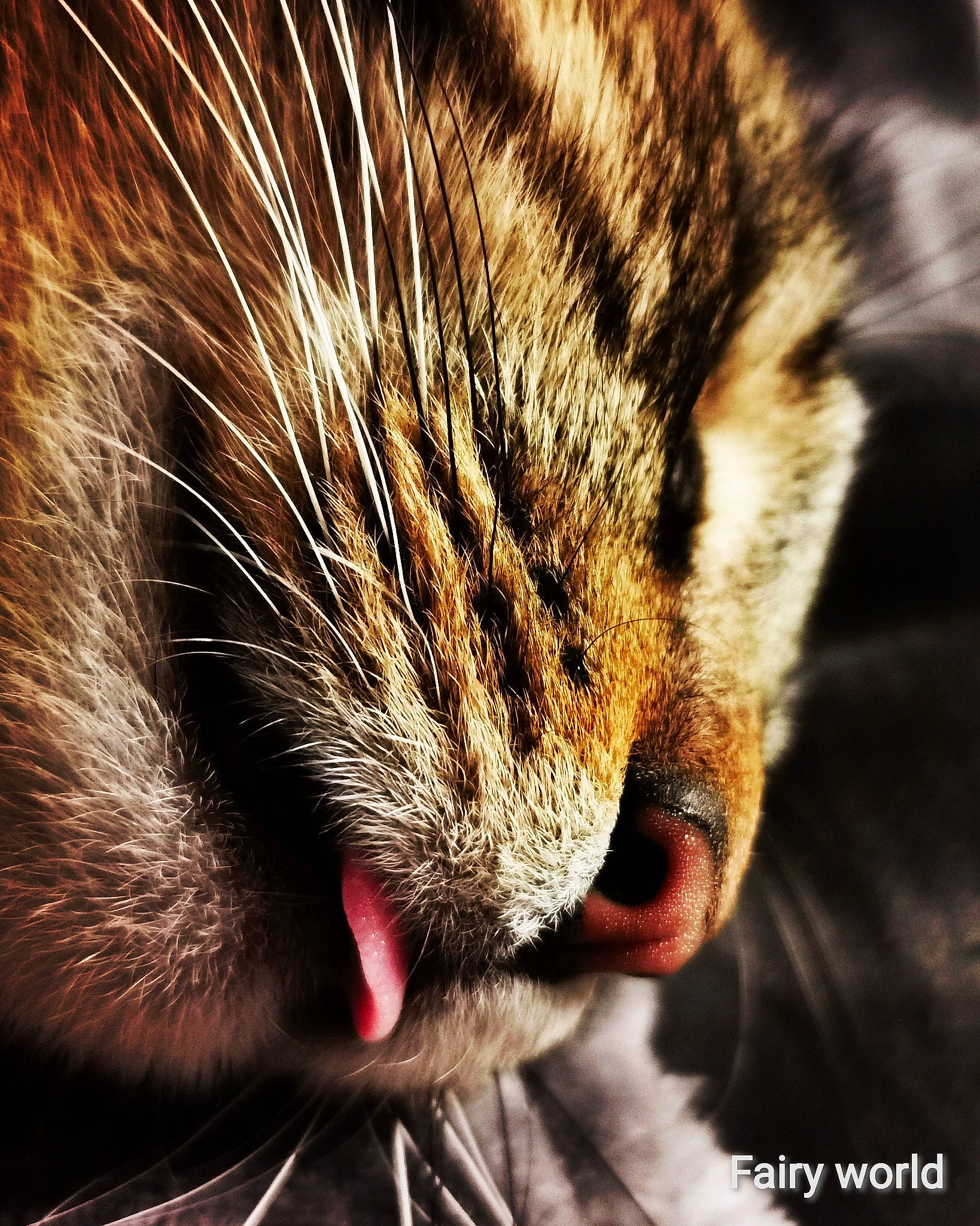 Tatsuki participe au concours pour gagner de l'argent avec cette photo : asian, carnivore, cat, close_up, domestic_short_haired_cat, european_shorthair, eye, felidae, fur, kitten, nap, nose, photography, sleep, small_to_medium_sized_cats, snout, tabby_cat, tail, whiskers, wildlife