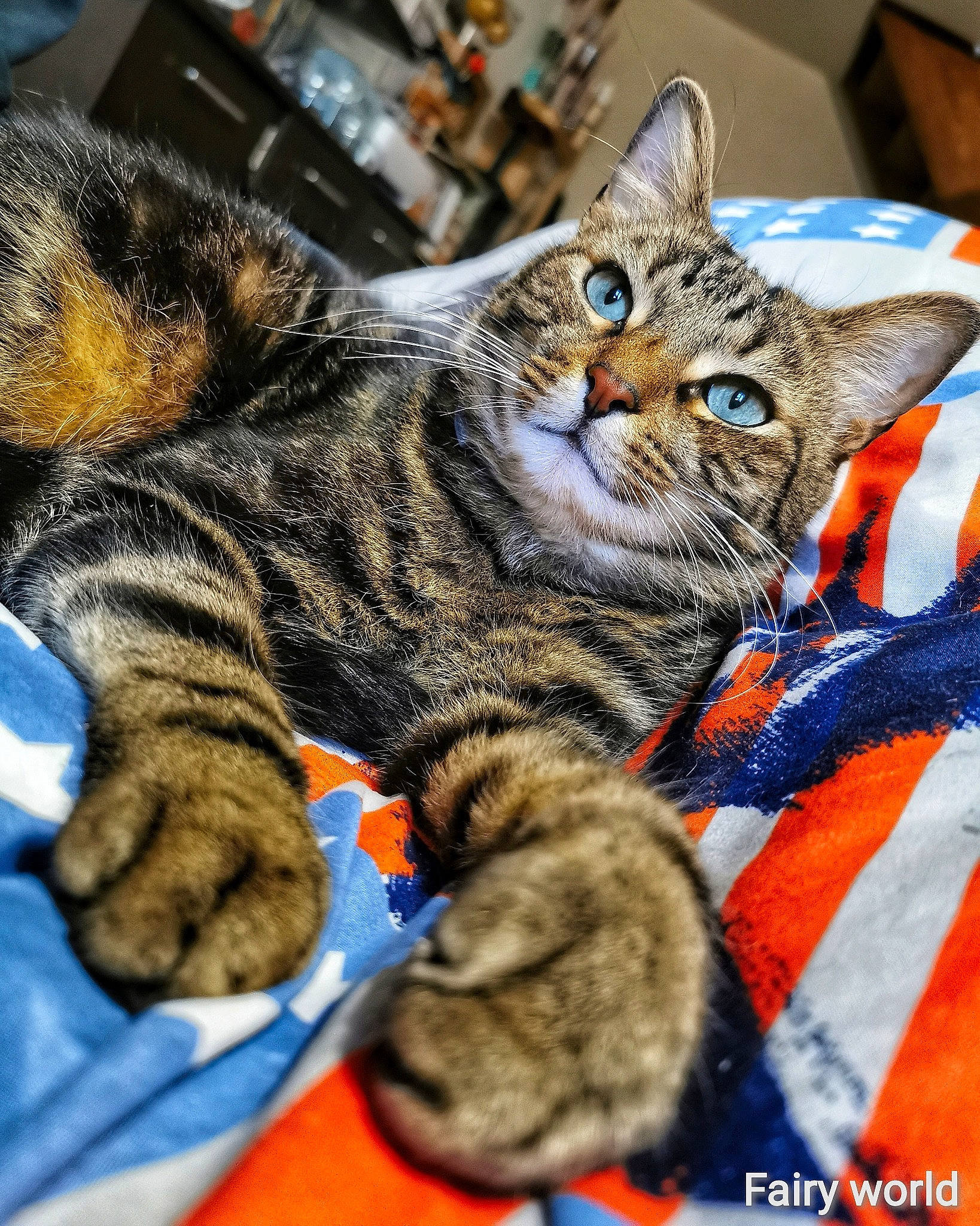 Tatsuki a rejoint le concours — aidez-le/la à gagner de superbes lots ! aegean_cat, american_shorthair, american_wirehair, asian, california_spangled, carnivore, cat, domestic_short_haired_cat, dragon_li, european_shorthair, felidae, kitten, mammal, paw, pixie_bob, small_to_medium_sized_cats, tabby_cat, toyger, whiskers, wild_cat