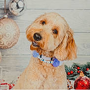 Holly joined the competition — help win amazing prizes! dog, pet, fluffy, collar, holiday, christmas, decorations, gifts, pine_cones, ornaments, festive, cute, portrait, indoor, wooden_background, red, green, white, pom_poms, smiling