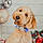 Holly