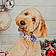 Holly