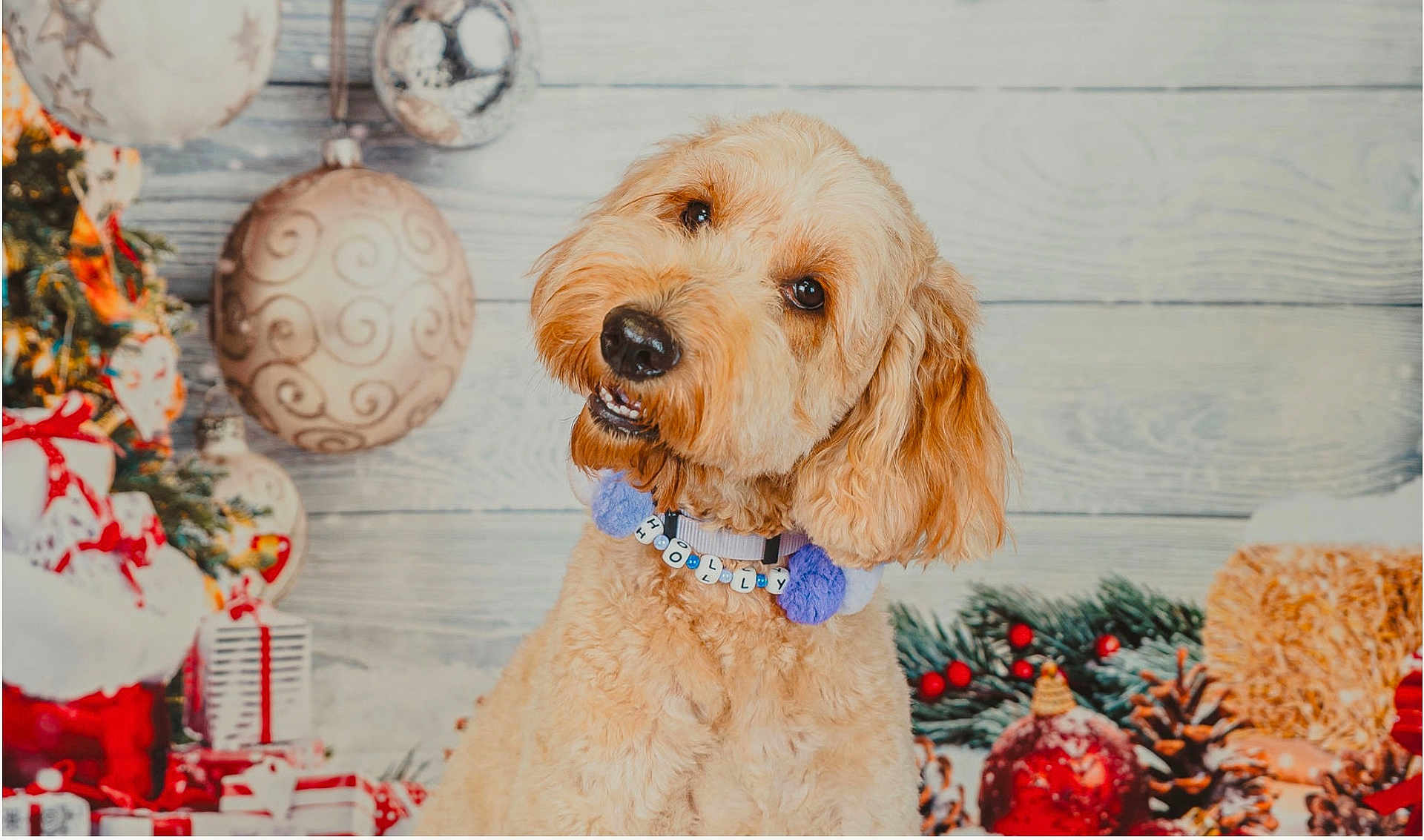 Holly joined the competition — help win amazing prizes! dog, pet, fluffy, collar, holiday, christmas, decorations, gifts, pine_cones, ornaments, festive, cute, portrait, indoor, wooden_background, red, green, white, pom_poms, smiling
