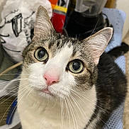 Milo joined the competition — help win amazing prizes! cat, tabby_cat, white_cat, pet, animal, whiskers, ears, pink_nose, looking_up, indoor, kitchen, blender, plastic_bag, food_package, curious, close_up, feline, domestic_cat, fur, sitting