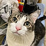 cat, tabby_cat, white_cat, pet, animal, whiskers, ears, pink_nose, looking_up, indoor, kitchen, blender, plastic_bag, food_package, curious, close_up, feline, domestic_cat, fur, sitting
