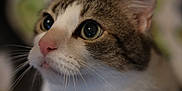 Milo is registered to the contest to win money with this photo: cat, close_up, whiskers, pink_nose, curious, indoor, animal, pet, feline, soft_fur, portrait, eyes, face, mammal, domestic_cat, cute, looking_away, blurred_background, tabby, white_fur