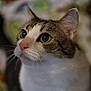 cat, close_up, whiskers, pink_nose, curious, indoor, animal, pet, feline, soft_fur, portrait, eyes, face, mammal, domestic_cat, cute, looking_away, blurred_background, tabby, white_fur