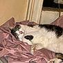 Milo is registered to the contest to win money with this photo: cat, sleeping, pink_sheet, cozy, indoor, feline, resting, fur, paw, whiskers, window, relaxed, cute, domestic_animal, pet, bedroom, soft, comfort, napping, animal