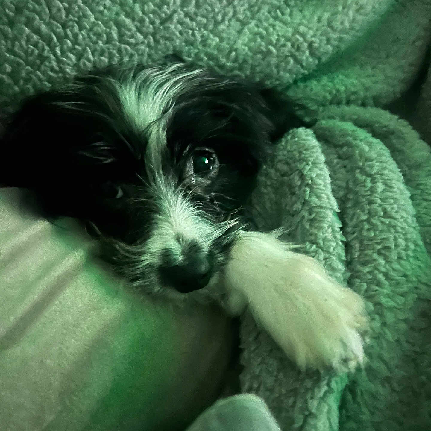 Peanut joined the competition — help win amazing prizes! animal, blanket, canine, cat, cockerspaniel, dog, furniture, homedecor, hound, kitten, linen, papillon, pet, poodle, puppy, quilt, terrier, towel