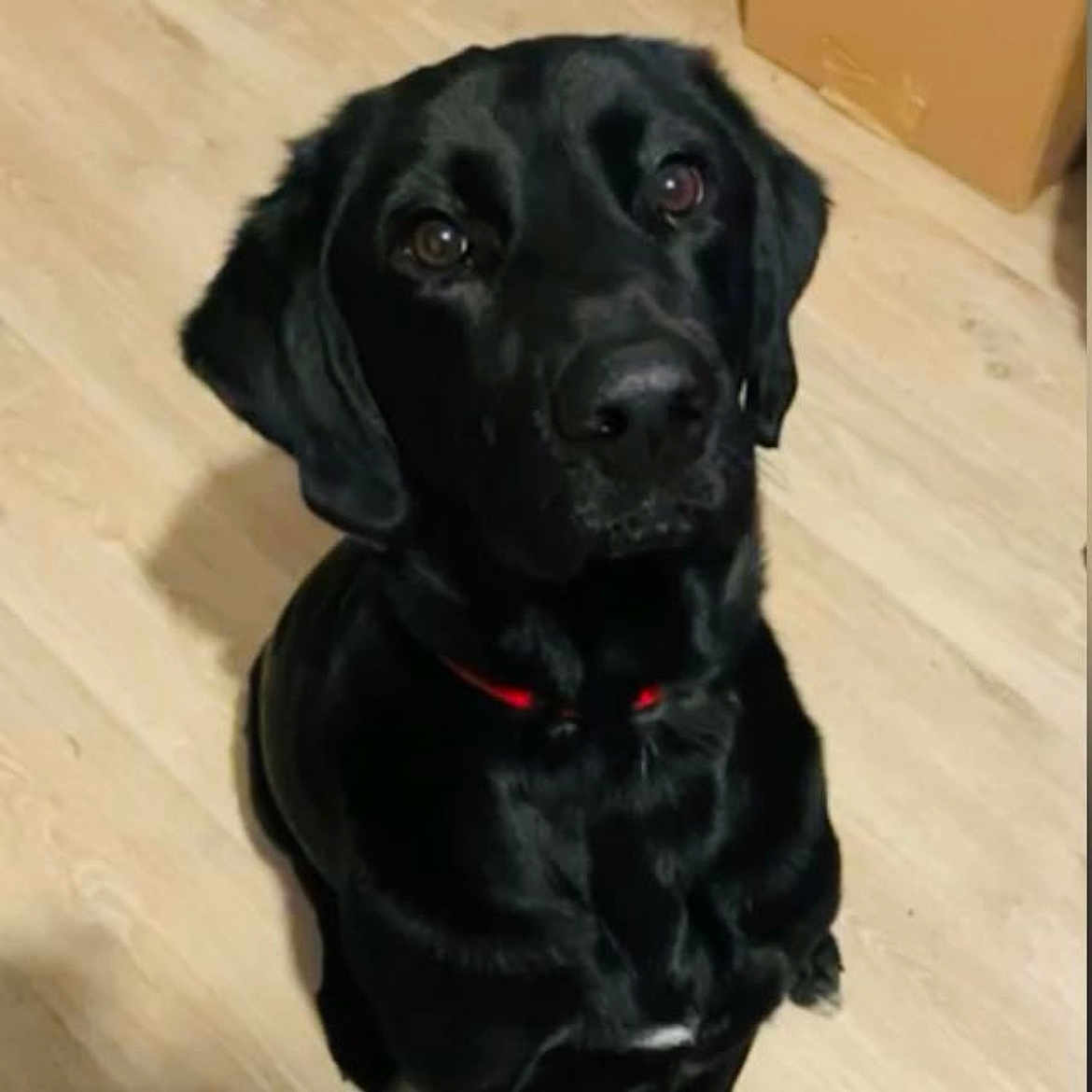 Thor a rejoint le concours — aidez-le/la à gagner de superbes lots ! animal, canine, cockerspaniel, dog, hound, labradorretriever, pet, puppy, snout