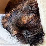 Wicket is registered to the contest to win money with this photo: puppy, dog, sleeping, close_up, fur, black, brown, cute, pet, animal, soft, blanket, resting, adorable, nose, whiskers, face, cozy, young, domestic_animal