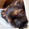 puppy, dog, sleeping, close_up, fur, black, brown, cute, pet, animal, soft, blanket, resting, adorable, nose, whiskers, face, cozy, young, domestic_animal