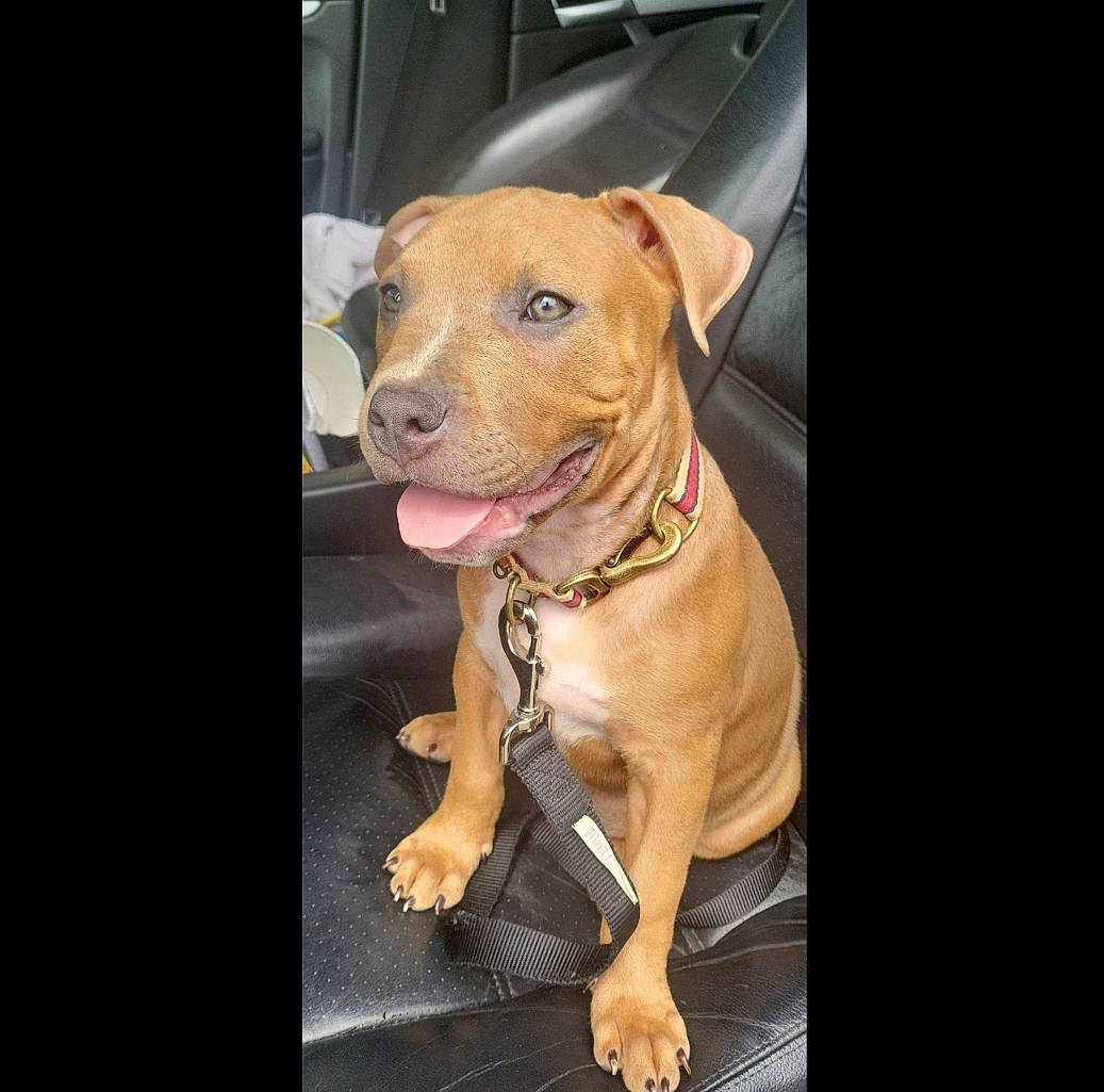 King Kong joined the competition — help win amazing prizes! automotive_mirror, canidae, carnivore, collar, companion_dog, dog, dog_breed, dog_collar, fawn, gun_dog, liver, photo_caption, snout, sporting_group, vehicle_door, windshield, working_animal