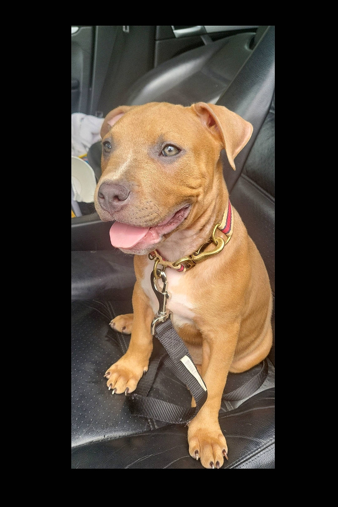 King Kong is registered to the contest to win money with this photo: automotive_lighting, canidae, carnivore, collar, companion_dog, dog, dog_breed, dog_collar, dog_supply, ear, fawn, jaw, liver, pet_supply, photo_caption, snout, sporting_group, whiskers, windshield, working_animal