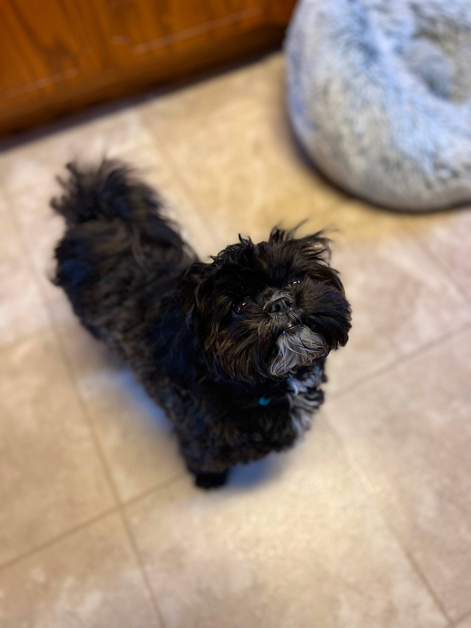 Charlie joined the competition — help win amazing prizes! canidae, carnivore, companion_dog, dog, dog_breed, dog_supply, flooring, fur, hardwood, liver, poodle_crossbreed, shih_poo, small_terrier, snout, sporting_group, terrier, toy_dog, water_dog, working_animal, yorkipoo