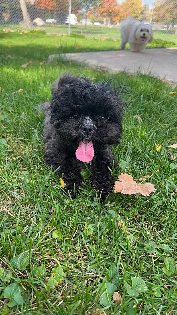 Charlie is registered to the contest to win money with this photo: canidae, carnivore, companion_dog, dog, dog_breed, dog_supply, fur, grass, liver, maltepoo, poodle_crossbreed, shih_poo, small_terrier, snout, sporting_group, tail, terrier, toy_dog, water_dog, working_animal