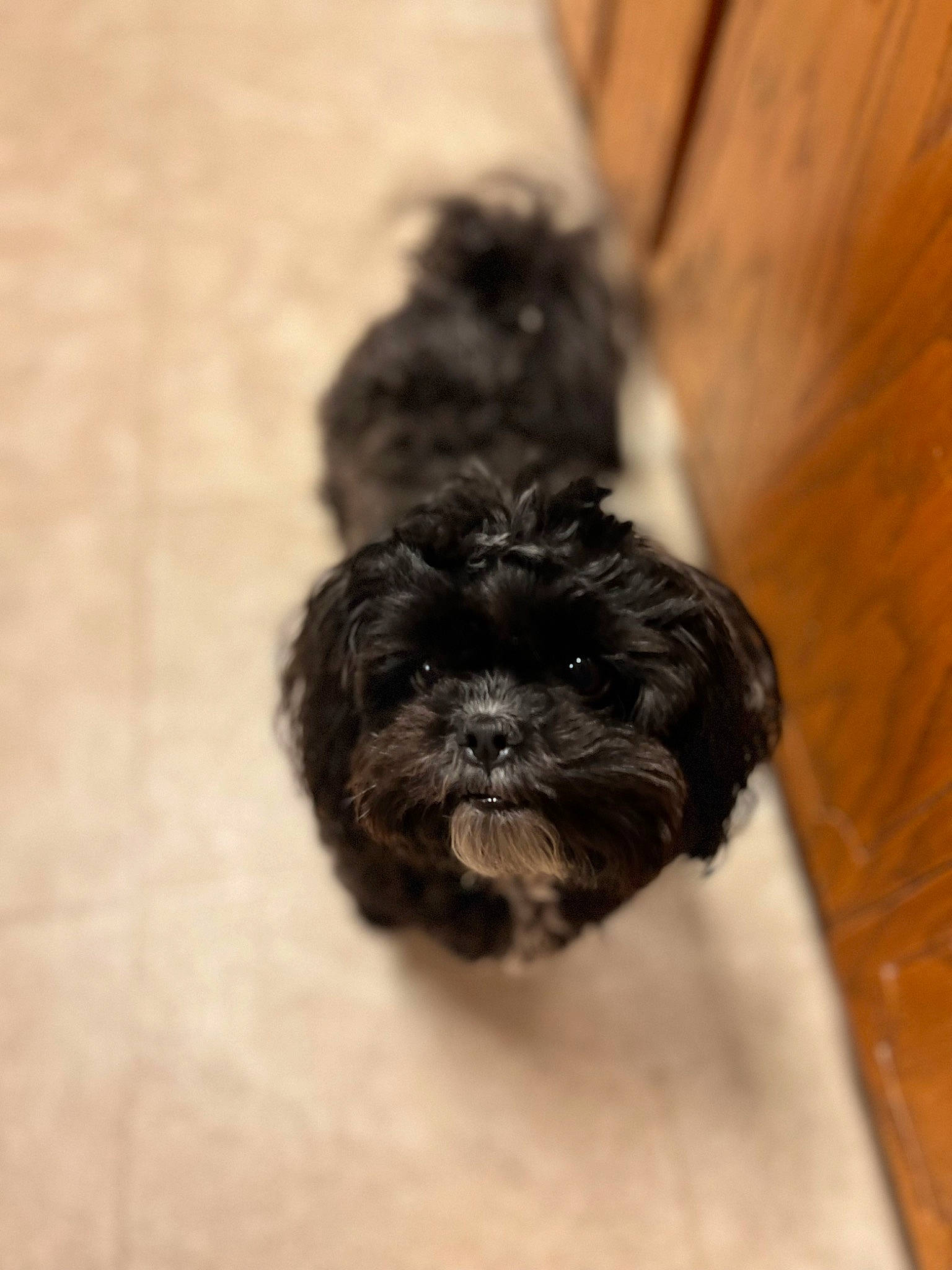 Charlie joined the competition — help win amazing prizes! canidae, carnivore, companion_dog, dog, dog_breed, fur, hardwood, liver, maltepoo, non_sporting_group, pekapoo, puppy, small_terrier, snout, sporting_group, terrestrial_animal, terrier, toy_dog, wood, working_animal