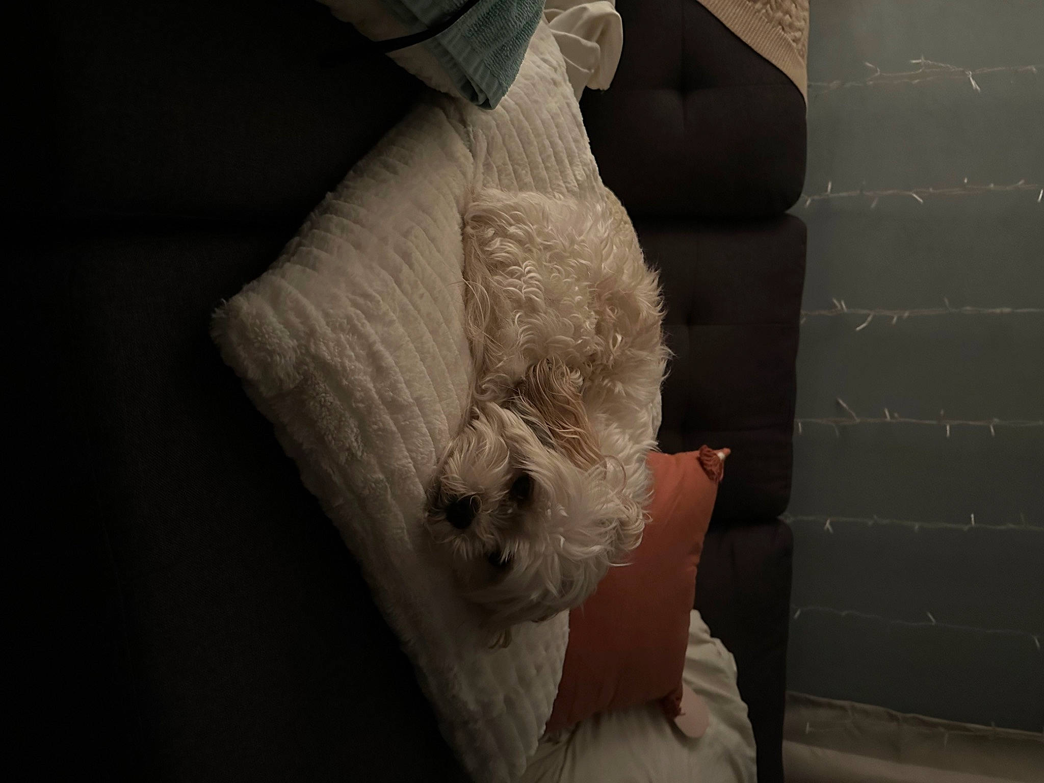 Macy is registered to the contest to win money with this photo: art, bedding, comfort, darkness, elbow, felidae, foot, fur, gesture, grey, human_body, human_leg, knee, leg, linens, monochrome_photography, paper, room, wood, wrist