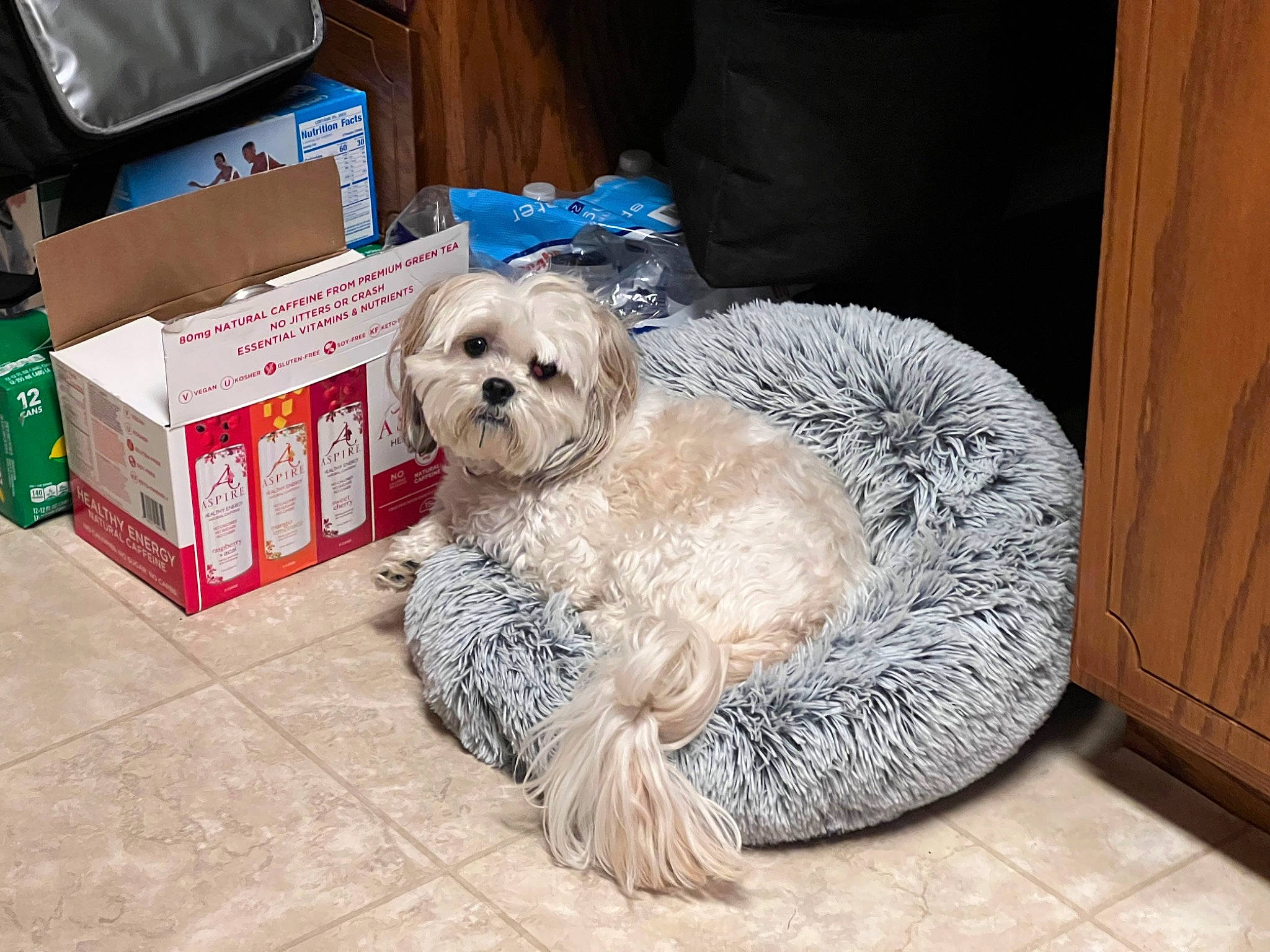 Macy joined the competition — help win amazing prizes! bag, box, carnivore, companion_dog, dog, dog_breed, dog_clothes, dog_supply, fur, labradoodle, poodle_crossbreed, shih_poo, shipping_box, small_terrier, sporting_group, terrier, toy_dog, water_dog, working_animal, yorkipoo