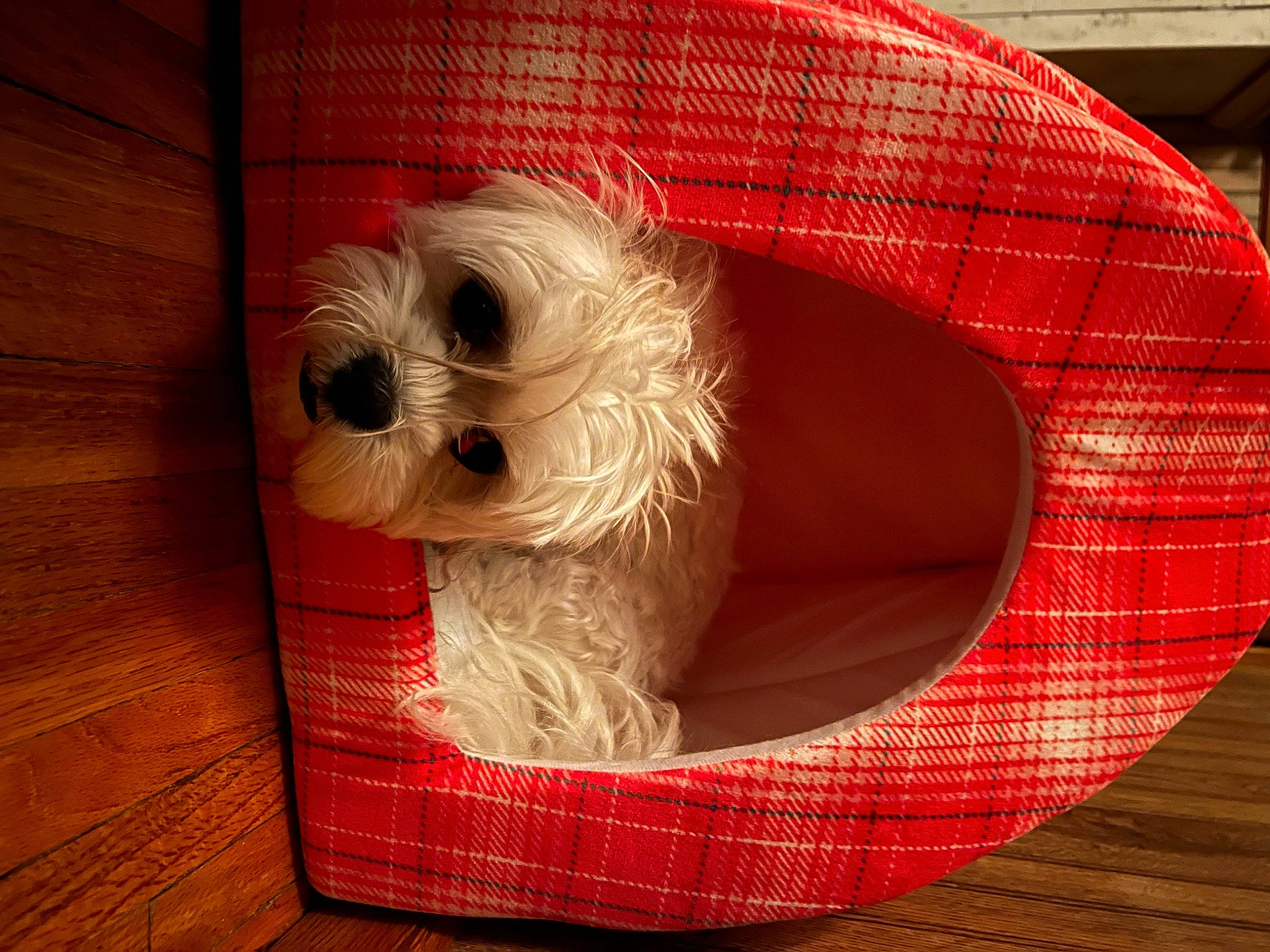 Macy is registered to the contest to win money with this photo: basket, carnivore, chair, circle, companion_dog, dog, dog_breed, dog_supply, eyewear, fashion_accessory, fawn, flooring, fur, hardwood, pattern, red, snout, toy, toy_dog, wood