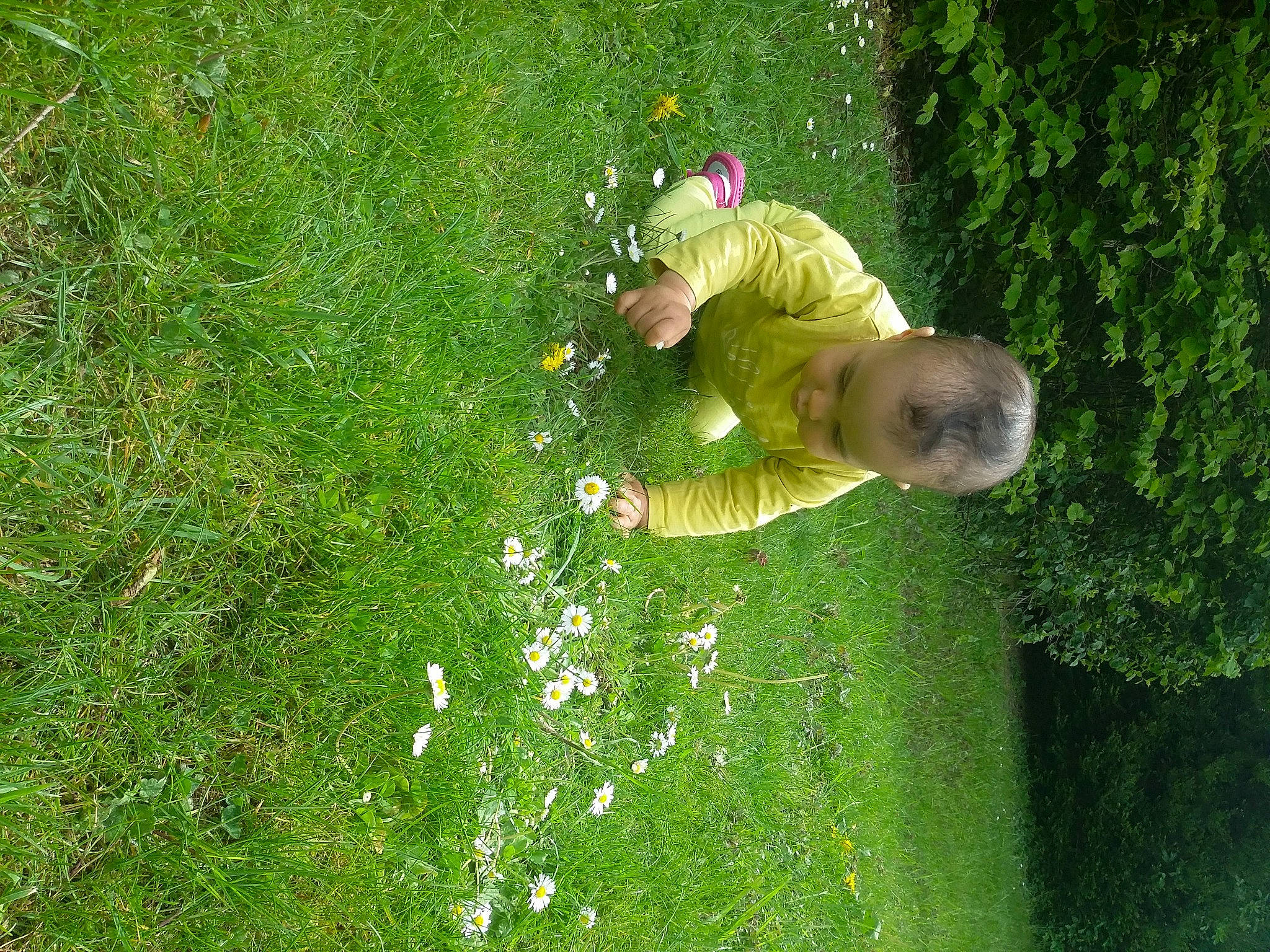 Aina participe au concours pour gagner de l'argent avec cette photo : baby, botany, flower, flowering_plant, garden, grass, grass_family, grassland, green, groundcover, lawn, meadow, natural_environment, people_in_nature, person, petal, plant, shrub, terrestrial_plant, toddler