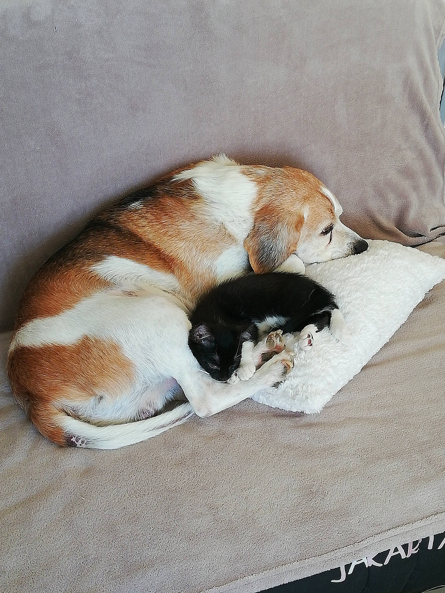 Tsin Tao a rejoint le concours — aidez-le/la à gagner de superbes lots ! canidae, carnivore, comfort, companion_dog, dog, dog_bed, dog_breed, dog_supply, fawn, felidae, fur, linens, paw, pet_supply, small_to_medium_sized_cats, snout, sporting_group, tail, terrestrial_animal, whiskers