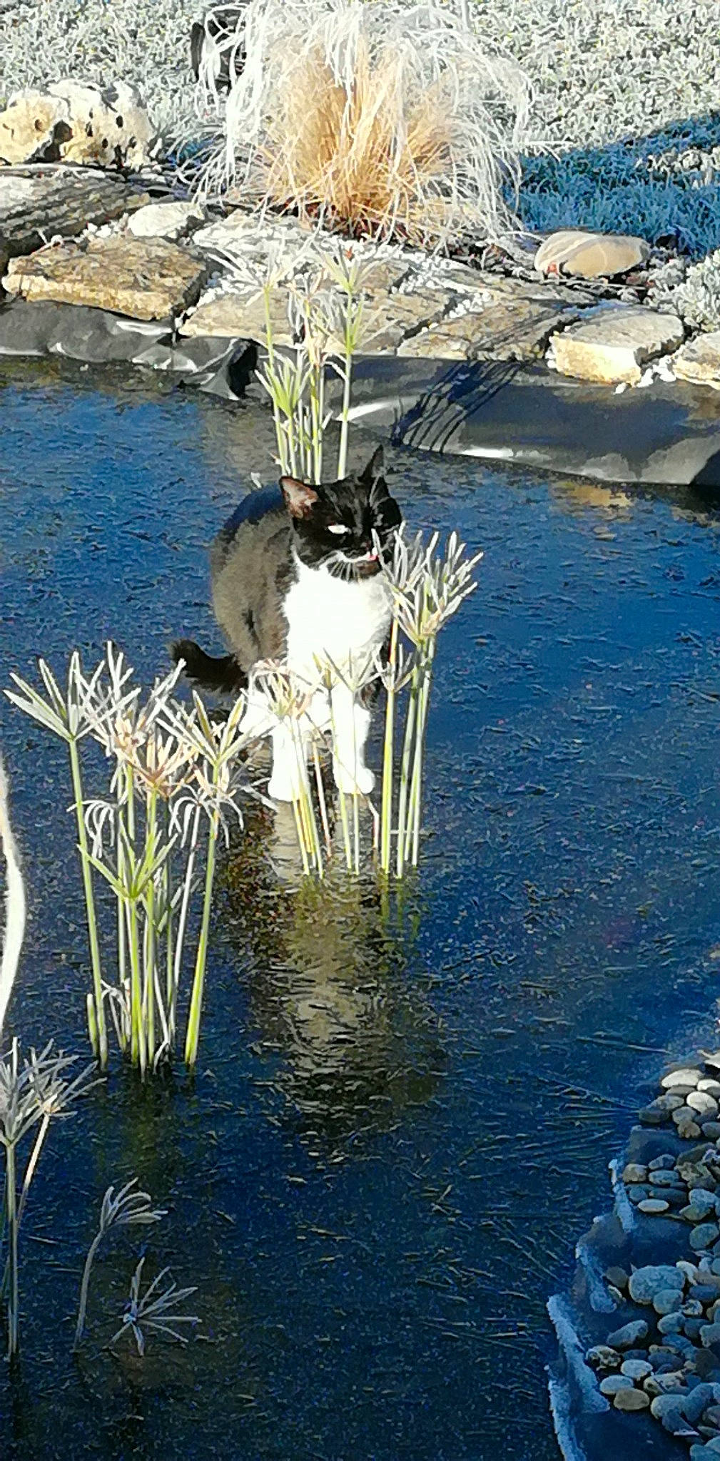 Tsin Tao a rejoint le concours — aidez-le/la à gagner de superbes lots ! art, bank, branch, grass, lake, landscape, natural_landscape, paint, plant, reflection, tail, tree, trunk, twig, water, water_resources, watercourse, wildlife, wood, working_animal