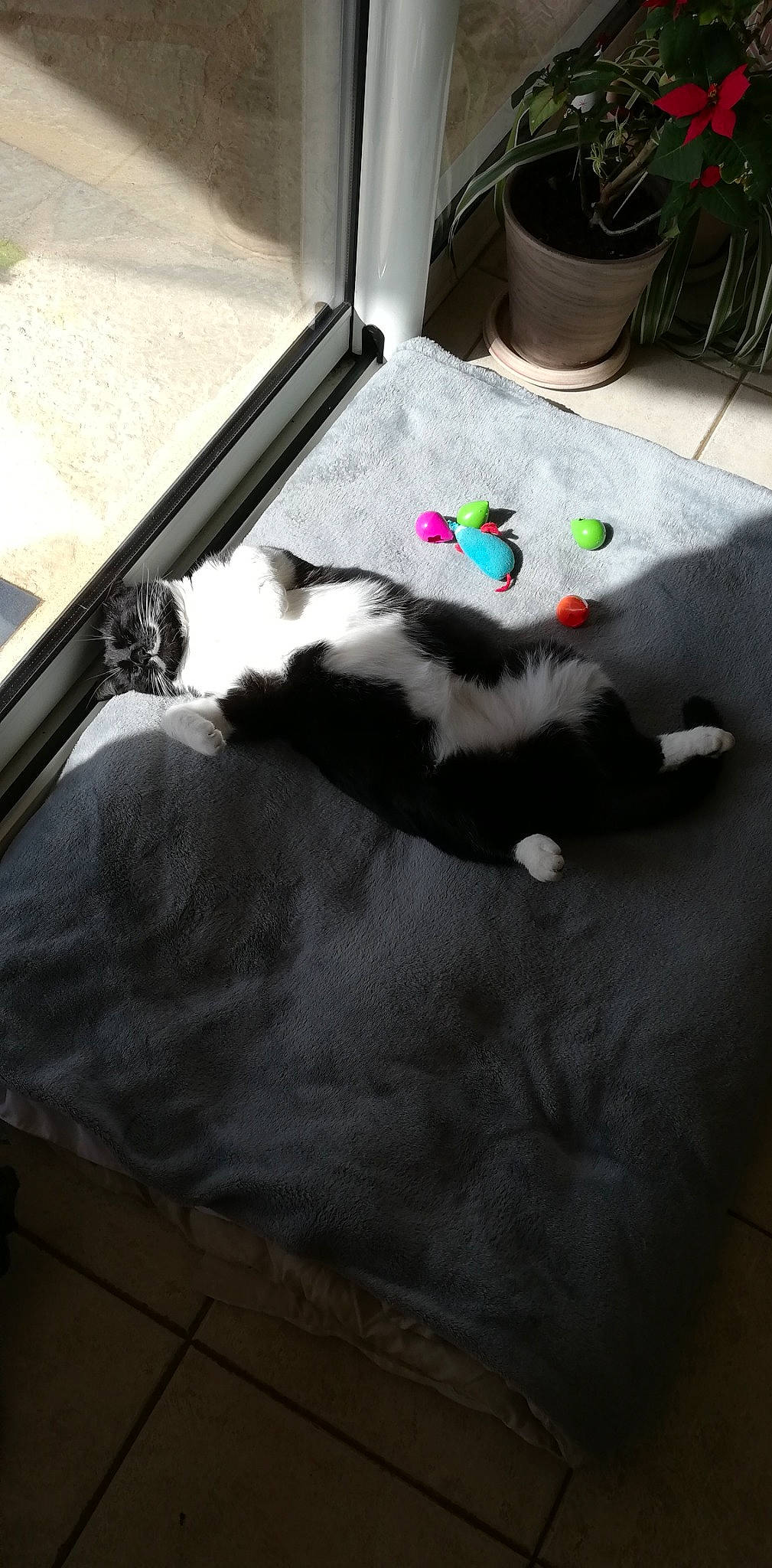 Tsin Tao a rejoint le concours — aidez-le/la à gagner de superbes lots ! box, canidae, carnivore, cat, comfort, domestic_short_haired_cat, felidae, floor, flooring, fur, grey, hardwood, linens, room, small_to_medium_sized_cats, snout, table, tail, whiskers, wood