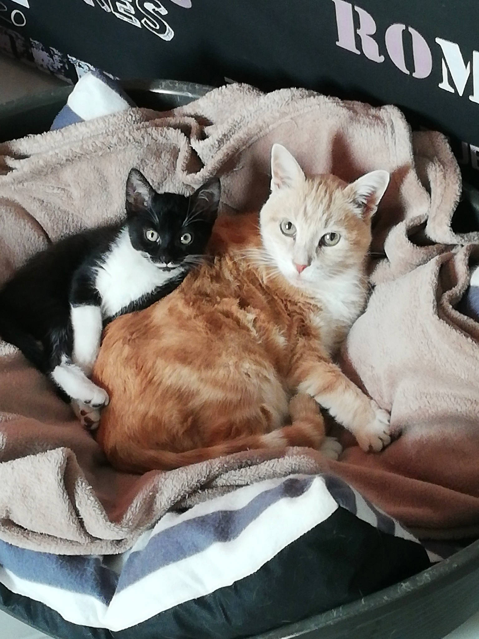 Tsin Tao a rejoint le concours — aidez-le/la à gagner de superbes lots ! bed, bedding, carnivore, cat, cat_supply, claw, comfort, domestic_short_haired_cat, felidae, font, fur, internet_meme, lap, linens, paw, photo_caption, sitting, small_to_medium_sized_cats, tail, whiskers