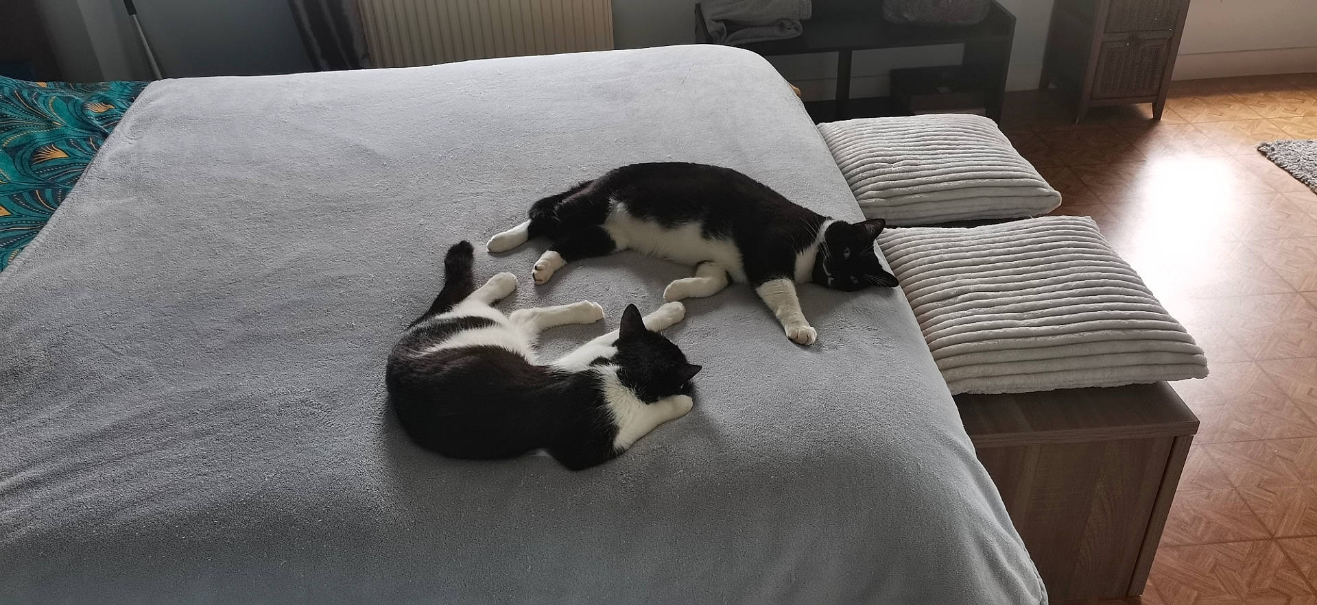 Tsin Tao a rejoint le concours — aidez-le/la à gagner de superbes lots ! bedding, carnivore, cat, comfort, companion_dog, dog_breed, domestic_short_haired_cat, felidae, floor, flooring, fur, grey, hardwood, linens, paw, room, small_to_medium_sized_cats, tail, whiskers, wood