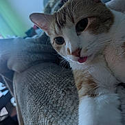 Howard joined the competition — help win amazing prizes! cat, close_up, indoor, pet, fur, whiskers, tongue, cute, playful, relaxed, blanket, texture, animal, mammal, domestic_animal, eyes, face, soft_lighting, resting, feline