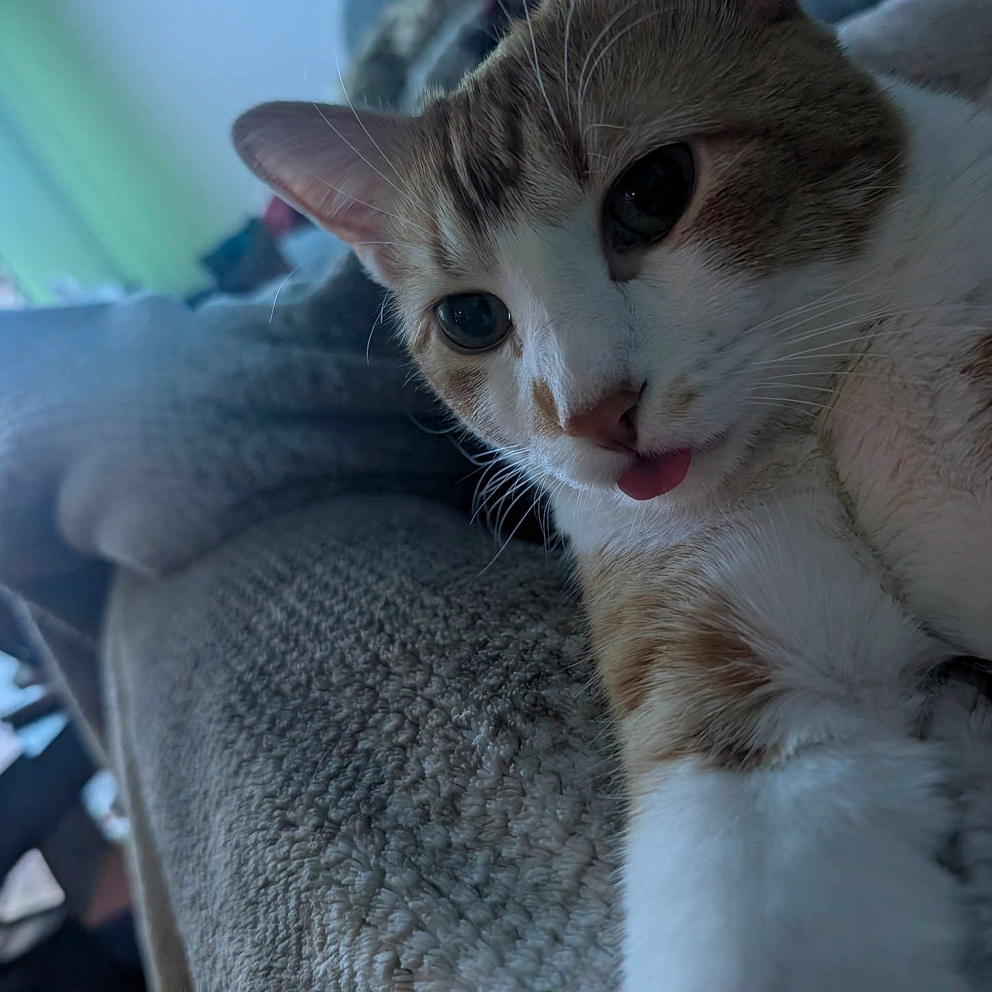 Howard joined the competition — help win amazing prizes! cat, close_up, indoor, pet, fur, whiskers, tongue, cute, playful, relaxed, blanket, texture, animal, mammal, domestic_animal, eyes, face, soft_lighting, resting, feline