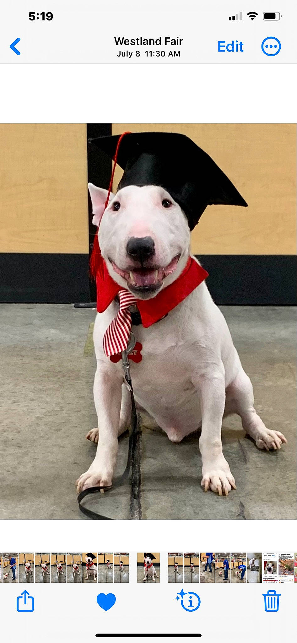 Mikey joined the competition — help win amazing prizes! bow_tie, canidae, carmine, carnivore, collar, companion_dog, dog, dog_breed, dog_collar, dog_supply, fashion_accessory, fawn, foot, leash, lifejacket, non_sporting_group, pet_supply, snout, sporting_group, working_animal