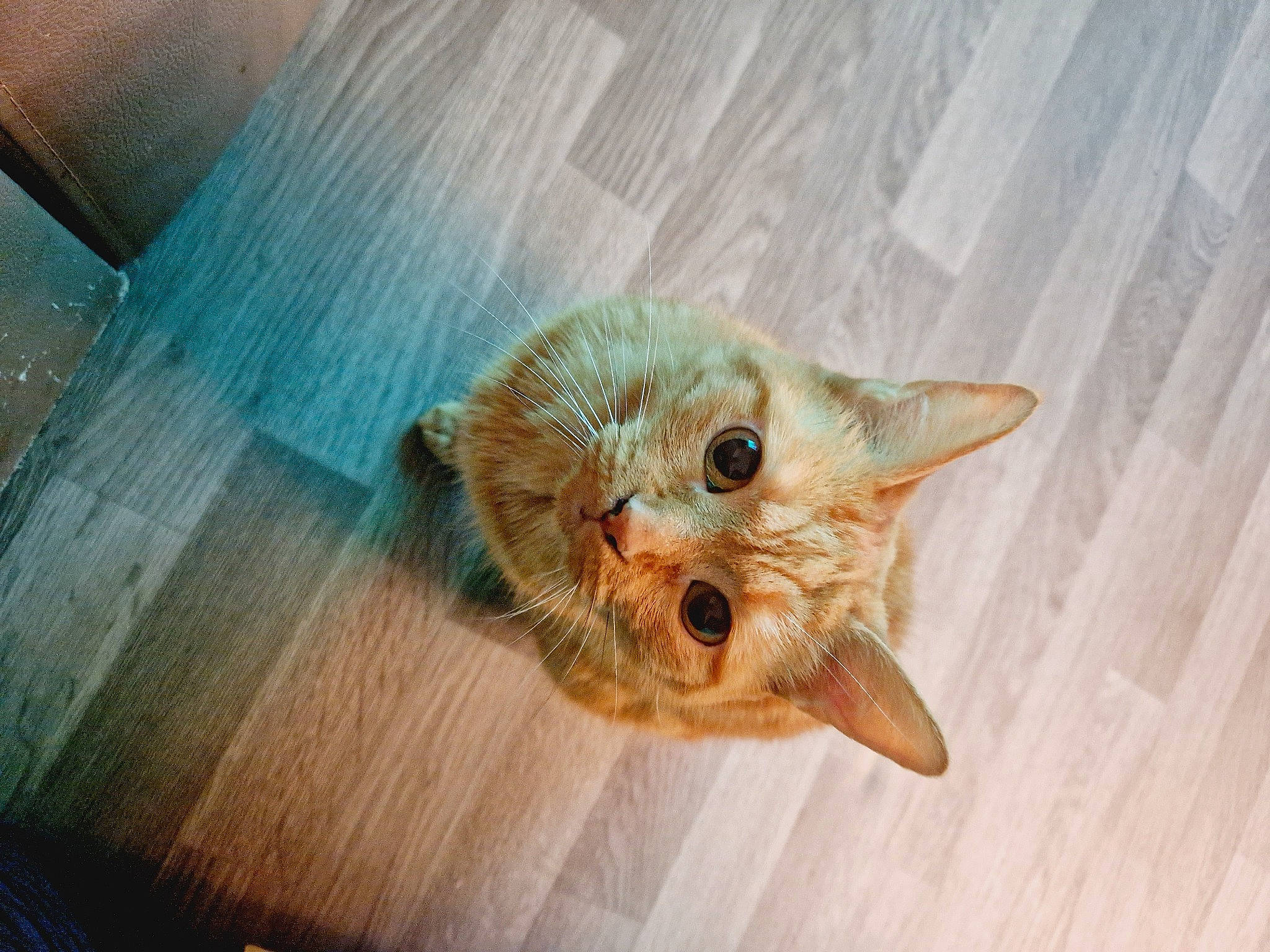 Praline a rejoint le concours — aidez-le/la à gagner de superbes lots ! carnivore, cat, claw, couch, domestic_short_haired_cat, eye, fawn, felidae, flooring, foot, fur, glasses, hardwood, head, paw, small_to_medium_sized_cats, snout, tail, whiskers, wood