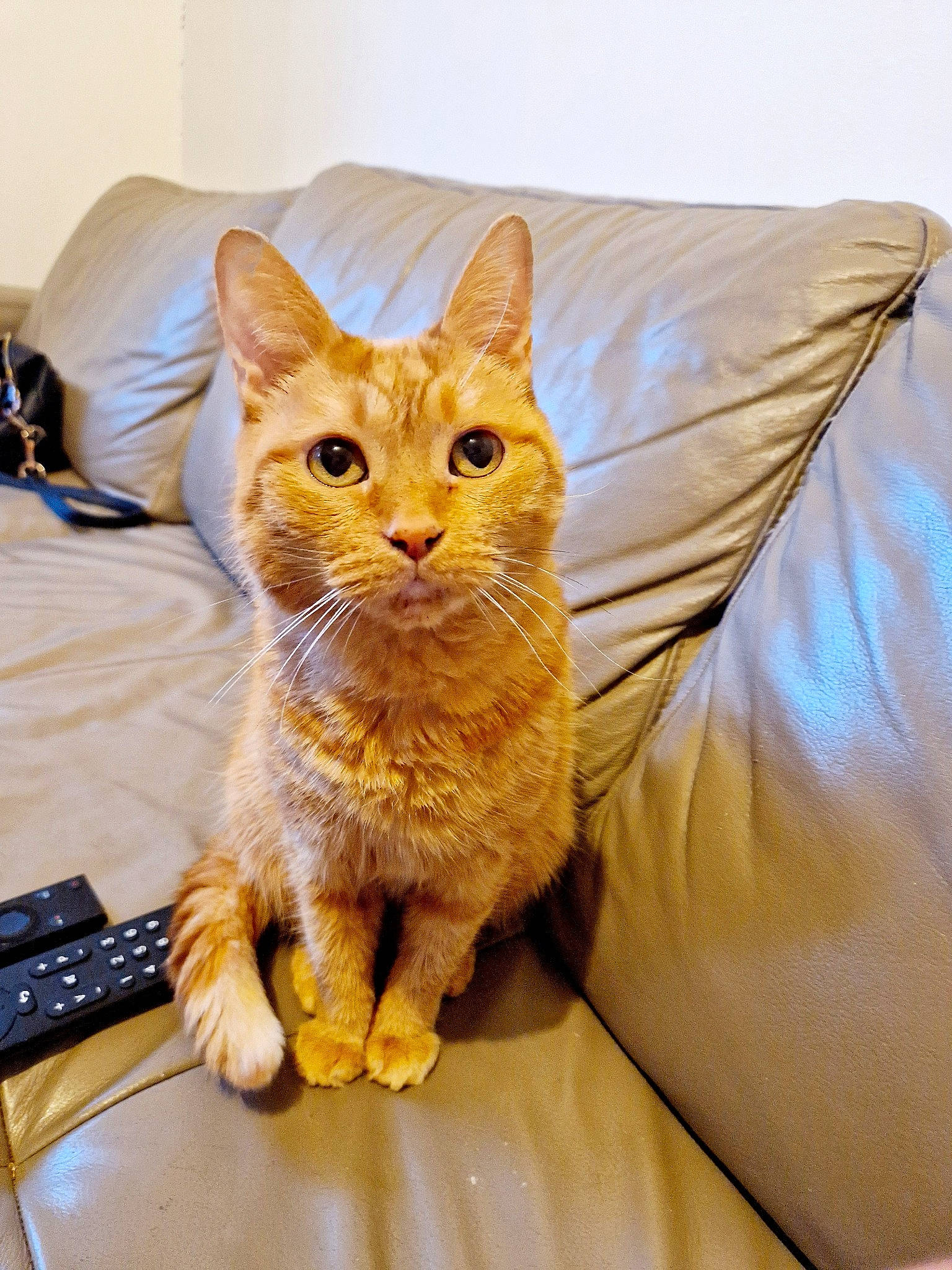 Praline participe au concours pour gagner de l'argent avec cette photo : bed, carnivore, cat, claw, comfort, computer_keyboard, couch, domestic_short_haired_cat, fawn, felidae, fur, input_device, linens, paw, remote_control, small_to_medium_sized_cats, snout, table, tail, whiskers