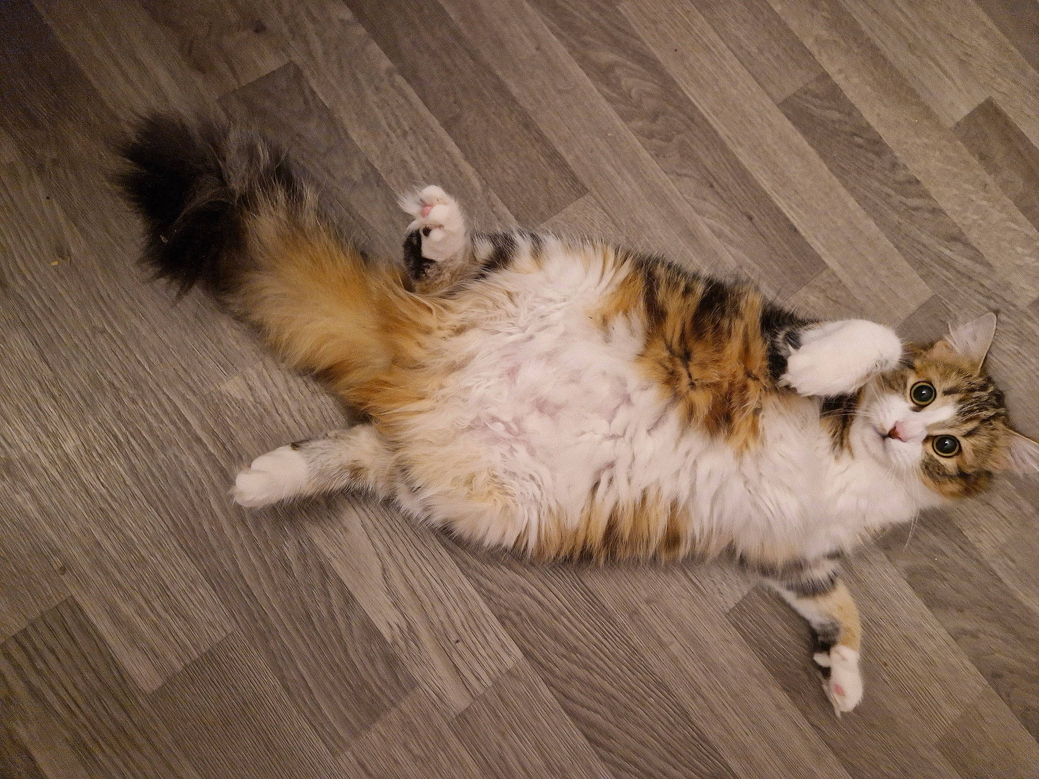 Urya a rejoint le concours — aidez-le/la à gagner de superbes lots ! canidae, carnivore, cat, claw, companion_dog, dog_breed, domestic_short_haired_cat, fawn, felidae, flooring, fur, hardwood, paw, small_to_medium_sized_cats, tail, whiskers, wood