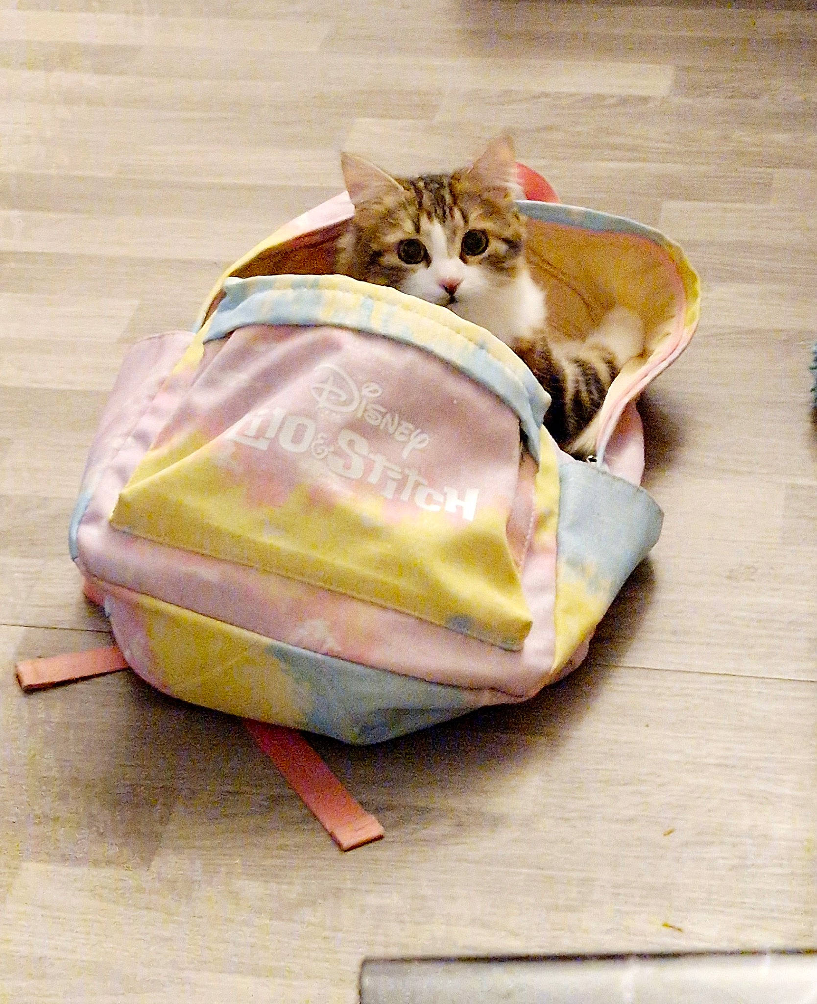 Urya a rejoint le concours — aidez-le/la à gagner de superbes lots ! bag, box, carnivore, cat, cat_supply, comfort, domestic_short_haired_cat, fashion_accessory, felidae, flooring, fur, hardwood, linens, luggage_and_bags, paw, small_to_medium_sized_cats, whiskers, wood