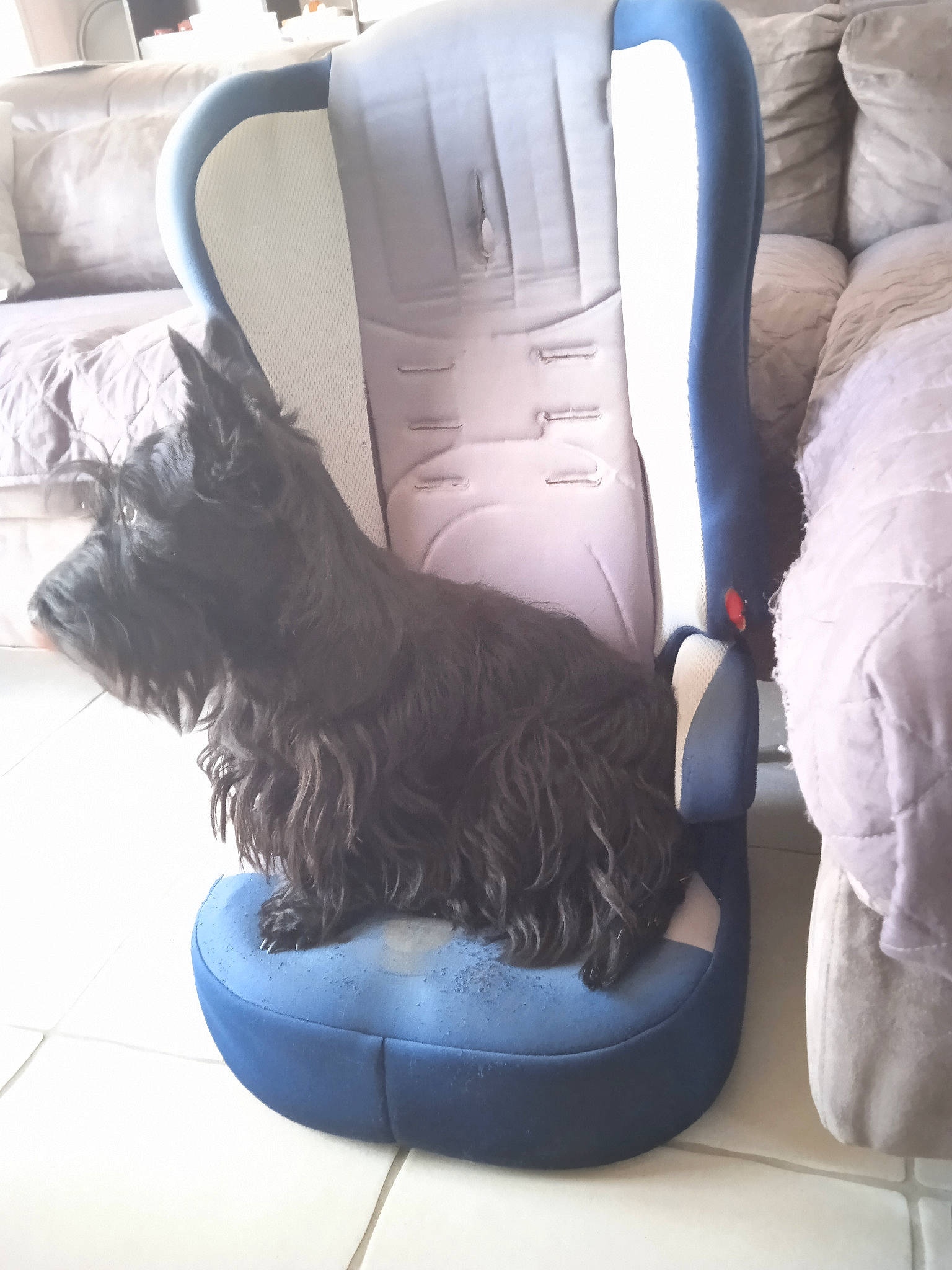 Rox participe au concours pour gagner de l'argent avec cette photo : blue, boot, carnivore, chair, comfort, companion_dog, dog, dog_breed, electric_blue, fashion_accessory, felidae, flooring, fur, grey, human_leg, sitting, snow_boot, sportswear, tail, thigh