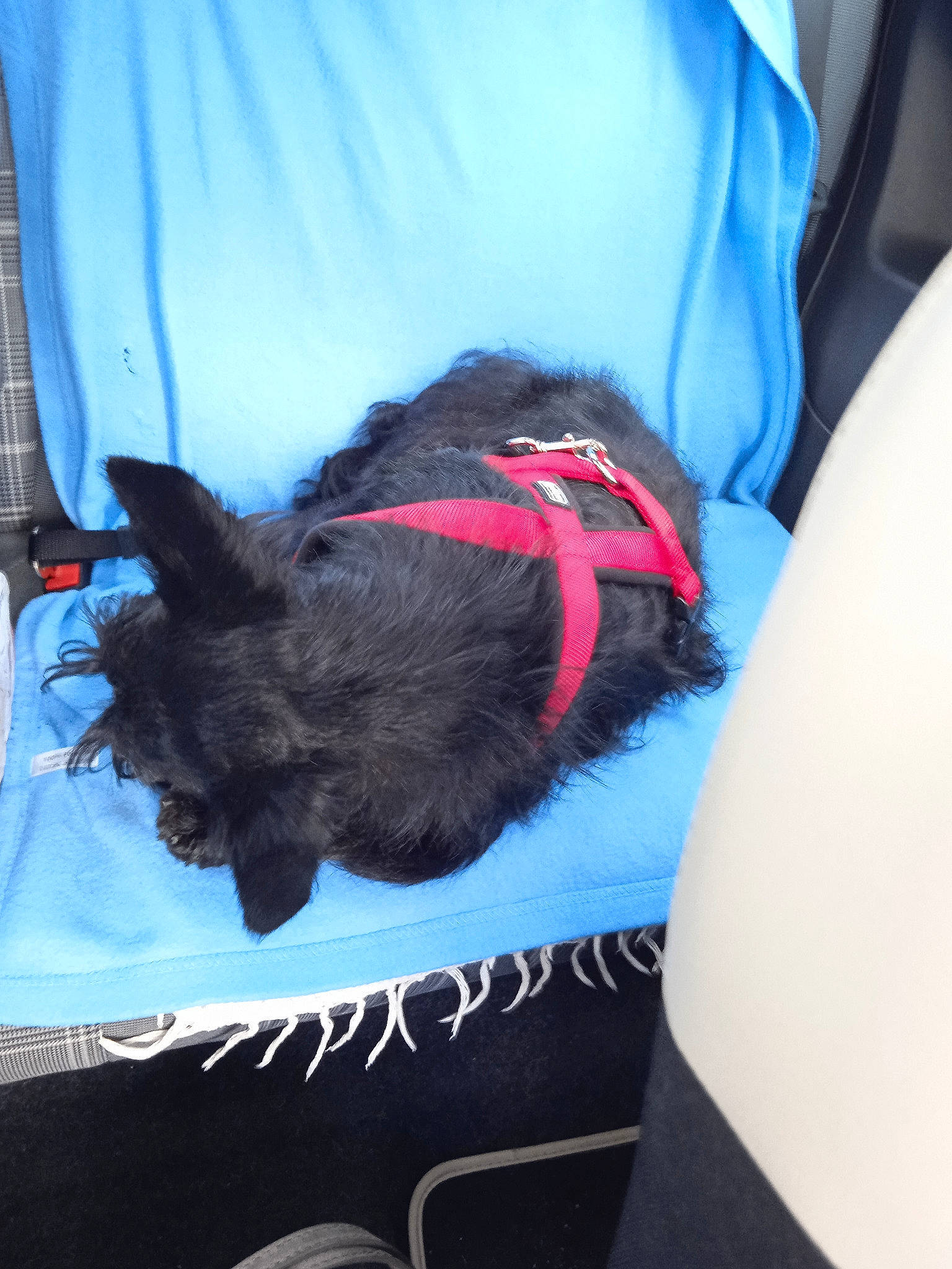 Rox participe au concours pour gagner de l'argent avec cette photo : canidae, carmine, carnivore, collar, comfort, companion_dog, curtain, dog, dog_breed, dog_supply, electric_blue, felidae, fur, linens, nap, sporting_group, tail, tints_and_shades, toy_dog, working_animal