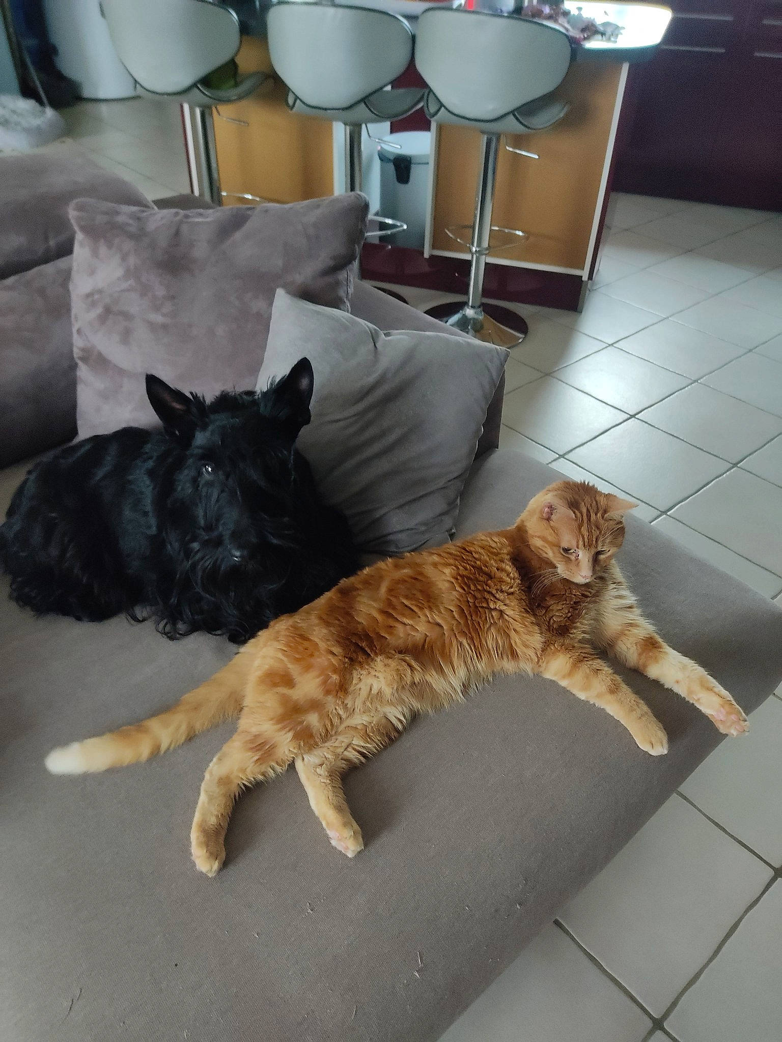 Rox a rejoint le concours — aidez-le/la à gagner de superbes lots ! carnivore, cat, comfort, companion_dog, couch, dog_breed, domestic_short_haired_cat, fawn, felidae, floor, flooring, fur, hardwood, lamp, room, small_to_medium_sized_cats, sporting_group, tail, whiskers, wood