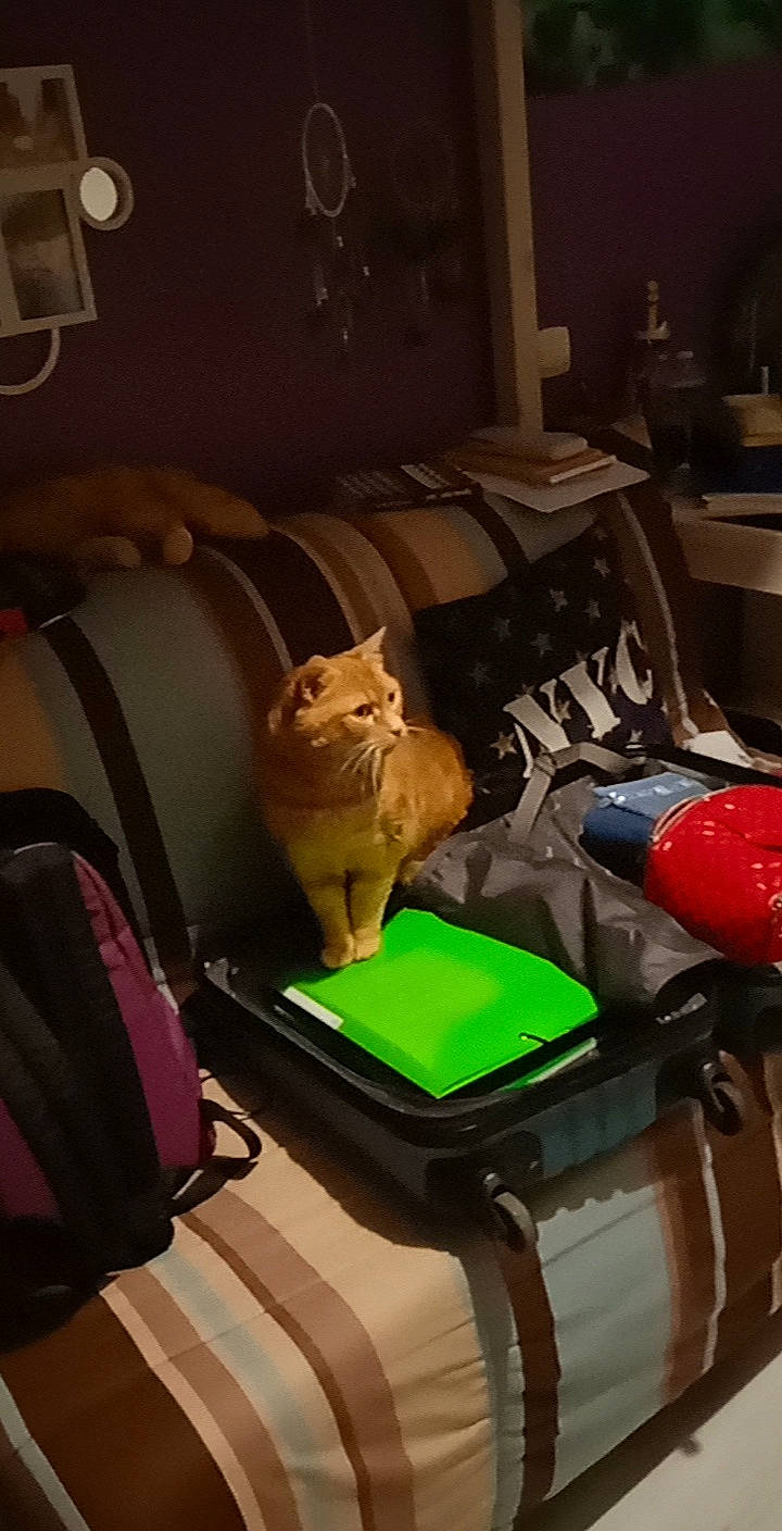 Félix a rejoint le concours — aidez-le/la à gagner de superbes lots ! automotive_design, bag, baggage, box, canidae, carnivore, cat, comfort, companion_dog, fawn, felidae, fur, luggage_and_bags, room, small_to_medium_sized_cats, sporting_group, tail, whiskers, wood