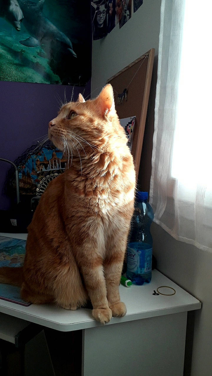 Félix a rejoint le concours — aidez-le/la à gagner de superbes lots ! bottle, carnivore, cat, curtain, domestic_short_haired_cat, fawn, felidae, fur, small_to_medium_sized_cats, snout, tail, whiskers, window